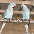 أزواج دره هولندي