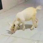 ماعز قزم