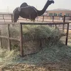للبيع ضروبة كفو