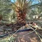 تشويك تلقيح تحويض تكريب نخل بجميع انواعه عربي وشنطني