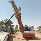 القصيم