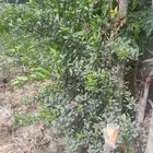 ابومحمد لتنسيق الحدائق