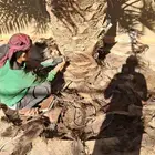 لجميع أعمال النخيل والواشنطني