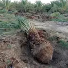 للبيع نخل خلاص صقعي مجدول