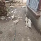 بط بكيني للبيع