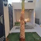 نخل واشنطني للبيع