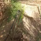 نخيل بكل انواعها ومقساتها