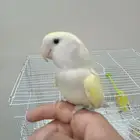 جوز روز للبيع