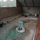 ارنب زكور للبيع