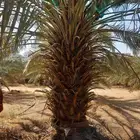 نخيل اخلاص رقم 3متر ومترين