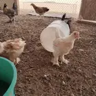 دجاج براهما