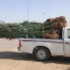نخيل للبيع في جازان