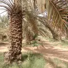 نخل للبيع خلاص من مترين لاثلاثه ونصف العدد 250 تقريبا