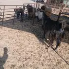 عنز مشروكه خصم الخصم الموقع مليجه