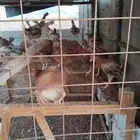 ديوك بلدي