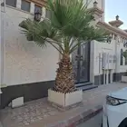 نخل واشنطن للبيع عدد 3 حبات