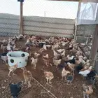 دجاج صوص بلدي