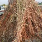 ماشاء الله يوجد علف خلف جلبه طيب وعقده طيب