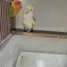 للبيع روز جوز منتج