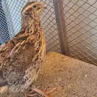 سمان للبيع الموقع عفيف