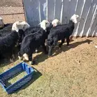 خرفان البيع