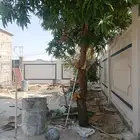 أبو اسماعيل وديكورت خرجيه معلم