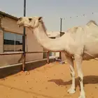 ناقه شقحاء ضريبه