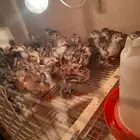 يوجد البط بكيني يوجد رومي صغير يوجد دجاج فرنسي