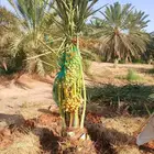 نخل للبيع نقايل جثايث خلاص صقعي سكري شيشي سلج غر برحي هلالي