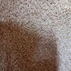 يوجد شوفان حبه ممتازه ويوجد اقفاص مطير مقاس 1متر في77