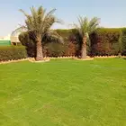 ثيل طبيعي سي 2000 فرنسي