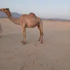 ناقه سودانيه
