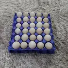 بيض بط مسكوف ودجاج لوهمان وسمان مخصب للبيع