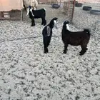 جفار تاسيس مراح. الموقع مليجه