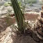 نخبل للبيع فسايل طيبه صقعي واخلاص