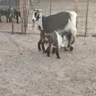 معزاء 4 معهن 8