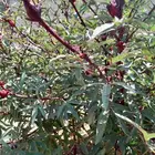 للبيع كركديه عضوي طازج الكيلو 50 ريال