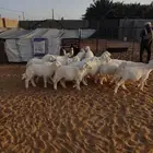 خروف حري طيب تفريد بسعر الجمله