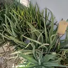 صبار الوفيرا طبيعي عضوي مفيد للبشرة والشعر مفيد جنسيآ