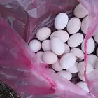 بيض بلدي إنتاج يومي من المزرعه جوال   التواصل واتس