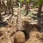 توريد النخيل الوشنطنيأ وتركيب