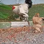 دجاج براهما