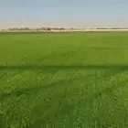 مزارع الخرج للثيل الطبيعي درجة أولى صافي خالي من الحشاءش تور