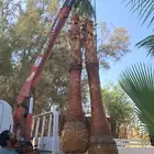 نخل واشنطني زينه أمريكي