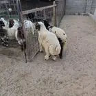 خرفان نعيم فاخر