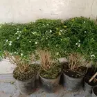 مشتل تنسيق الحدايق وبيع الزهور والشجار والنخيل