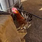 ديكين للبيع
