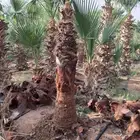 يوجدلدين وشنطني زينه في أبها والخميس