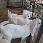 دواغير