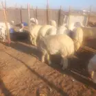 للبيع